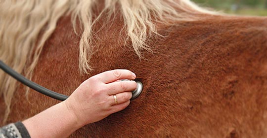 Behandlung der Dämpfigkeit (COB) Chronische Bronchitis beim Pferd - Therapie
