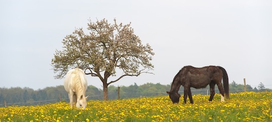 Pferde auf einer Wiese