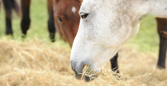 Pferd mit COPD frisst Heu